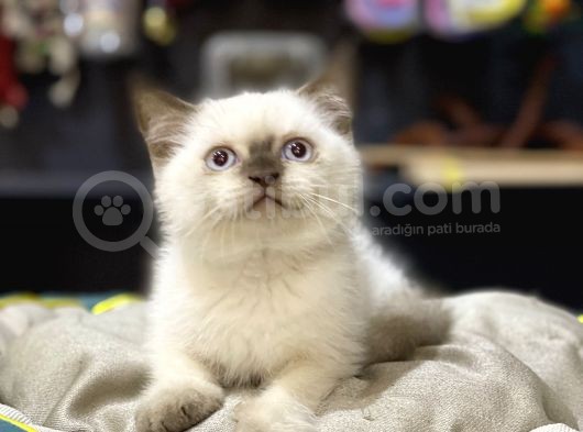Oyuncu Safkan Blue Poi̇nt Bri̇ti̇sh Shorthai̇r Yavrularim görsel