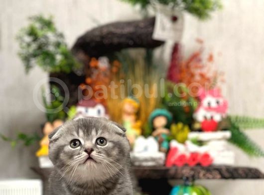 Ayi Surat Si̇lver Scotti̇sh Fold Güzelli̇ği̇m görsel