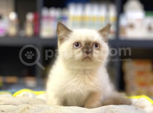 Oyuncu Safkan Blue Poi̇nt Bri̇ti̇sh Shorthai̇r Yavrularim görsel