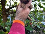Kore Kan Mi̇nyatür Toy Poodle Yavrular