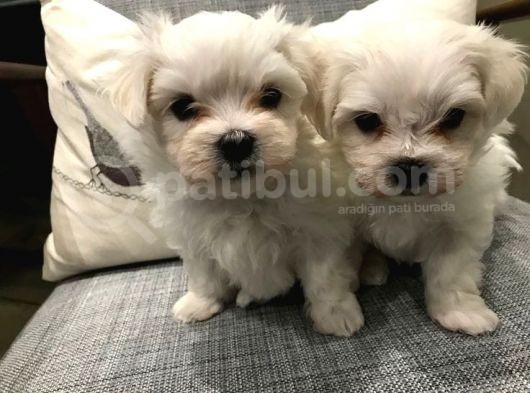 Sevimli Teacup Sıfır Burun Maltese Bebeklerim görsel