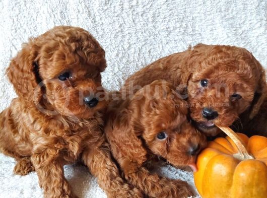 Ev Ortamindan Red Toy Poodle Yavrular görsel