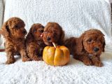 Ev Ortamindan Red Toy Poodle Yavrular