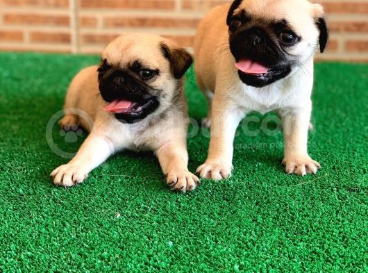 Orjinal Basık Burun Gül Kuyruk Dişi Ve Erkek Pug Yavrular görsel