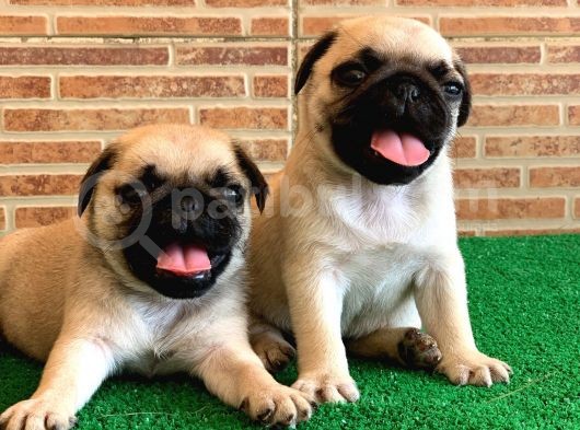 Orjinal Basık Burun Gül Kuyruk Dişi Ve Erkek Pug Yavrular görsel