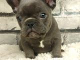 Muhteşem Güzellikte Ve Anatomide French Bulldog Blue Erkek Yavrumuz