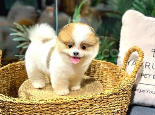 Tam Bi̇r Panda Pomerani̇an