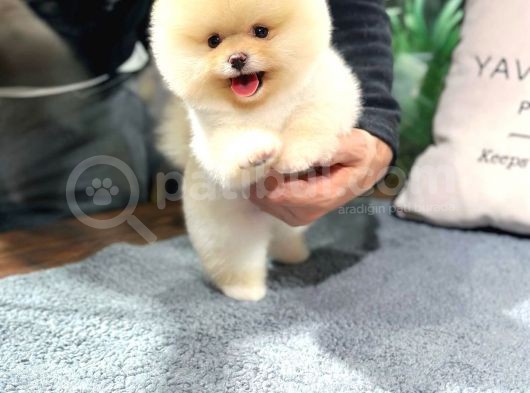 En Güzel Ayi Surat Pomerani̇an Di̇şi̇ Ve Erkek Yavrularimiz görsel