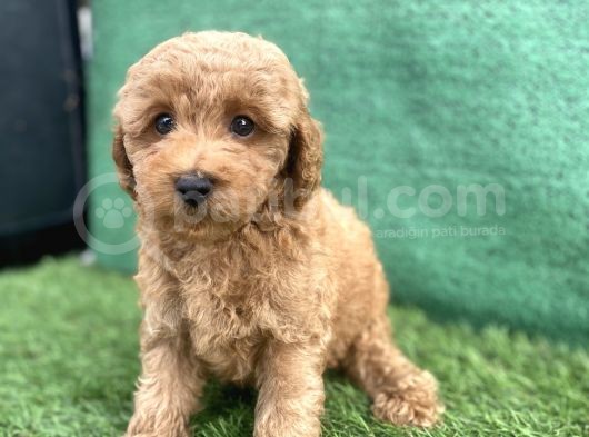 0 Numr Toy Poodle Erkek Yavrumuz