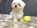 Tüy Dökmeyen Maltese Bebekler