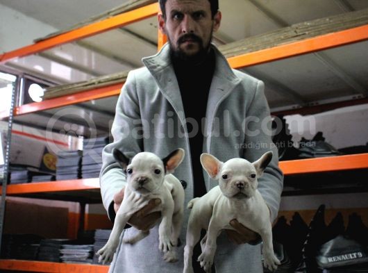 French Buldog Yavrular