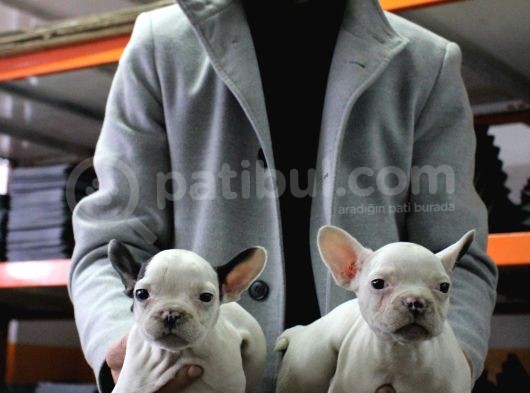 French Buldog Yavrular görsel