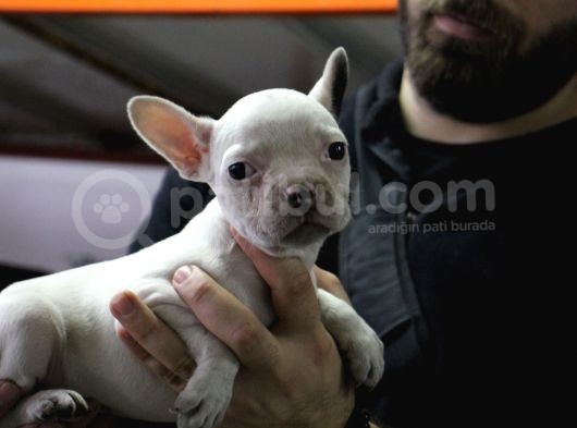 French Buldog Yavrular görsel