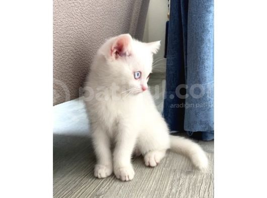 Yavru Kedimize Yuva Arıyoruz görsel