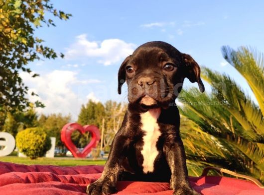 En Sevi̇mli̇ Ve Sağlikli French Bulldog Yavrusu görsel