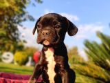 En Sevi̇mli̇ Ve Sağlikli French Bulldog Yavrusu
