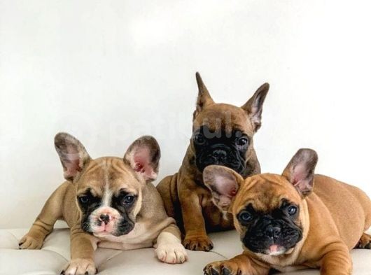 French Buldog Yavruları