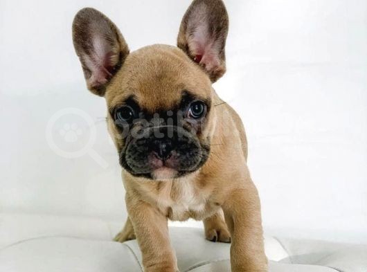 French Buldog Yavruları görsel