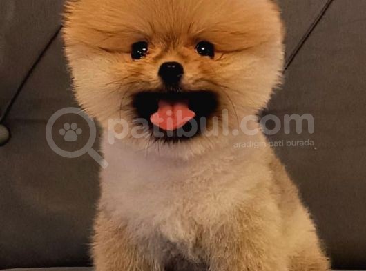 Teddy Pomerıan Arayanlara görsel