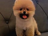 Teddy Pomerıan Arayanlara