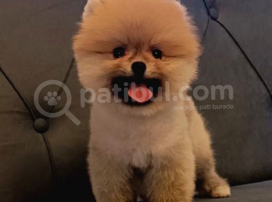 Teddy Pomerıan Arayanlara görsel