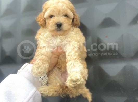 Si̇yah İnci̇  Toy Poodle Bebekler