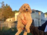 Dev Boy Standart Poodle Bebekler