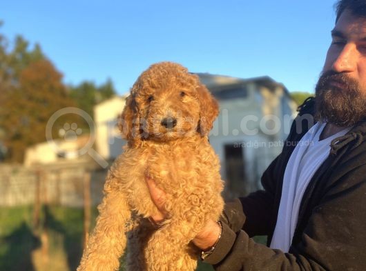 Dev Boy Standart Poodle Bebekler