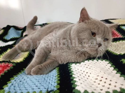 Safkan British Shorthair görsel