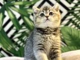 Ayi Surat Golden Tabby Bebeği̇mi̇z