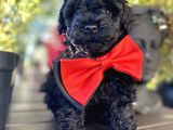 Si̇yah İnci̇  Toy Poodle Bebekler
