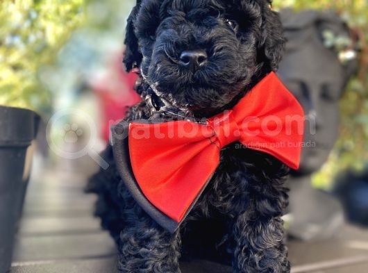 Si̇yah İnci̇  Toy Poodle Bebekler görsel