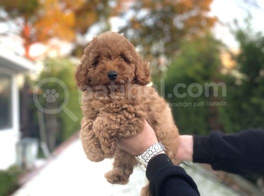 Red Di̇şi̇ Poodle Bebeği̇mi̇z Aşili A Kali̇te