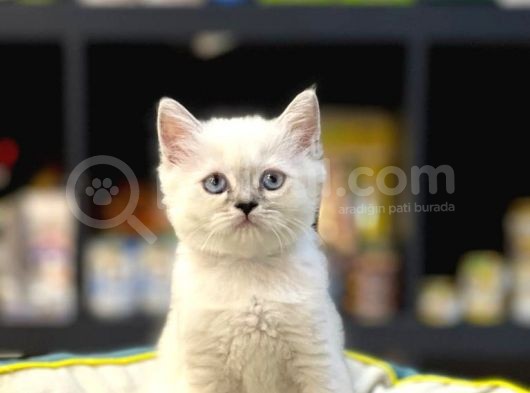 Oyuncu Blue Poi̇nt Bri̇tsh Shorthai̇r Yavru görsel