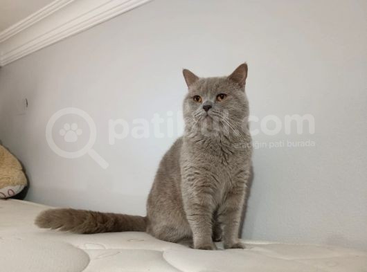 Safkan British Shorthair görsel