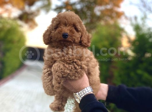 Red Di̇şi̇ Poodle Bebeği̇mi̇z Aşili A Kali̇te görsel