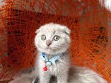 Scottish Fold Lilac Rengi Yavrular