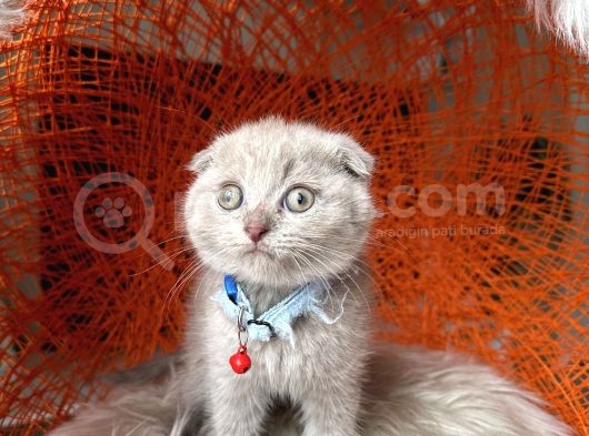 Scottish Fold Lilac Rengi Yavrular görsel