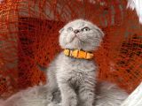 Scottish Fold Lilac Rengi Yavrular