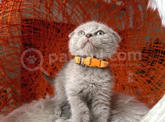 Scottish Fold Lilac Rengi Yavrular görsel
