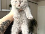 Scottish Fold Lilac Rengi Yavrular