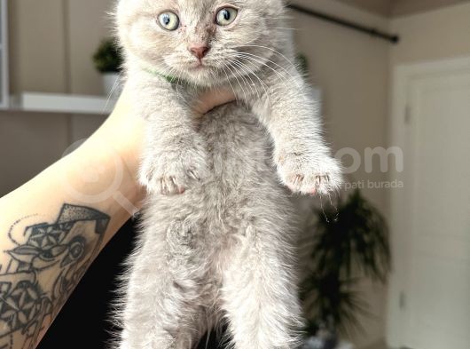 Scottish Fold Lilac Rengi Yavrular görsel