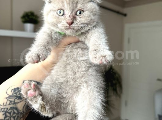 Scottish Fold Lilac Rengi Yavrular