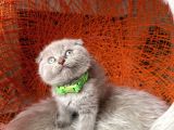 Scottish Fold Lilac Rengi Yavrular