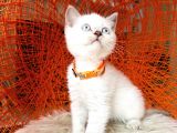 British Shorthair Lynx Point