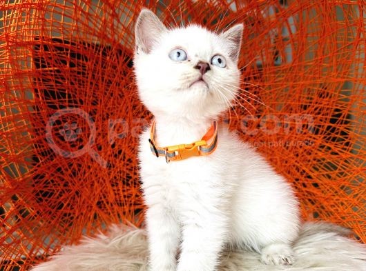 British Shorthair Lynx Point görsel