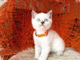 British Shorthair Lynx Point