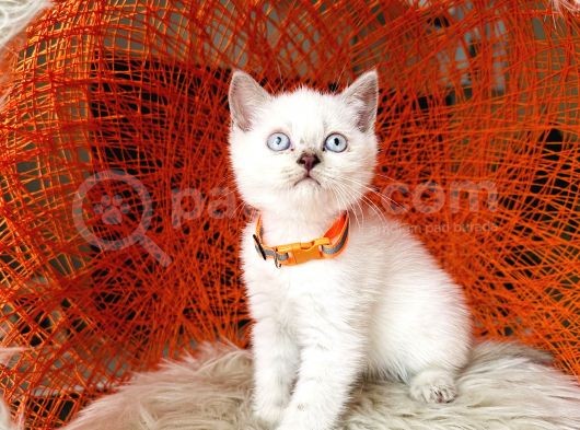 British Shorthair Lynx Point görsel