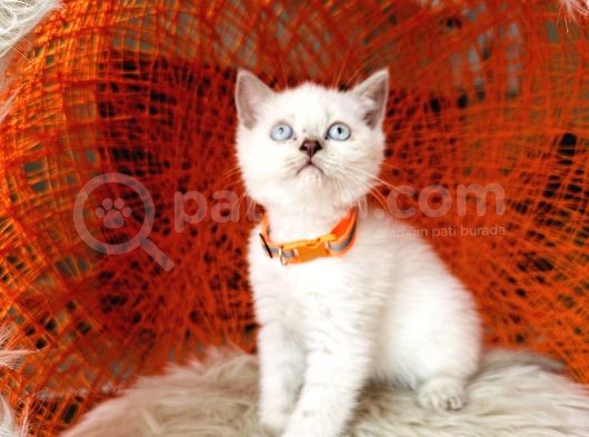 British Shorthair Lynx Point
