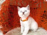 British Shorthair Lynx Point